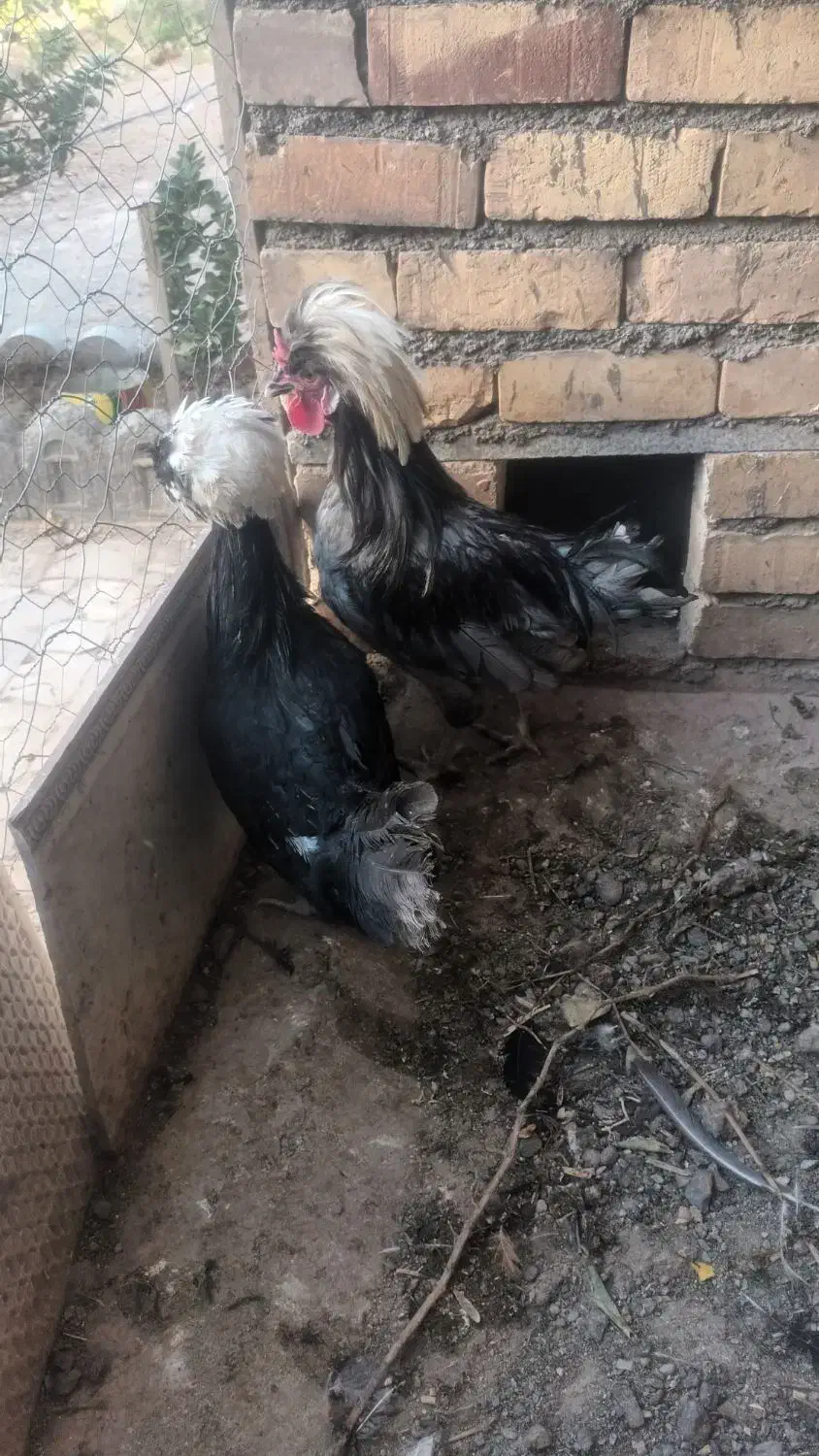 مرغ و خروس لهستانی|حیوانات مزرعه|تربتحیدریه, فتح المبین|دیوار