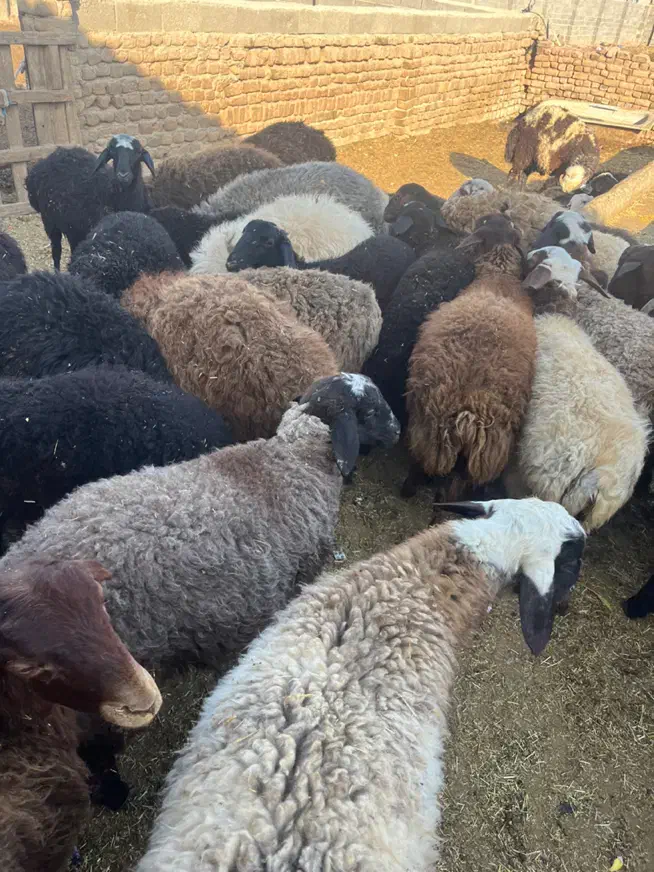 بره نر و ماده|حیوانات مزرعه|محمدشهر, محمدشهر|دیوار