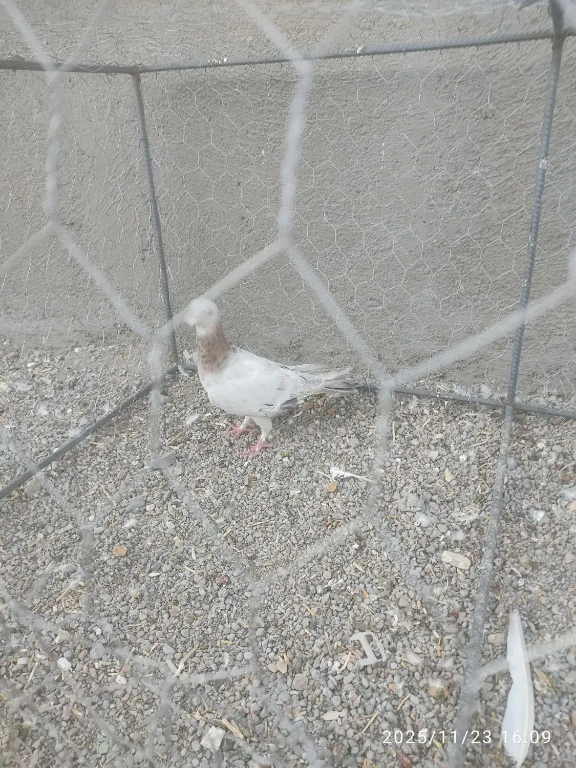 کبوتر|پرنده|مشکان, |دیوار