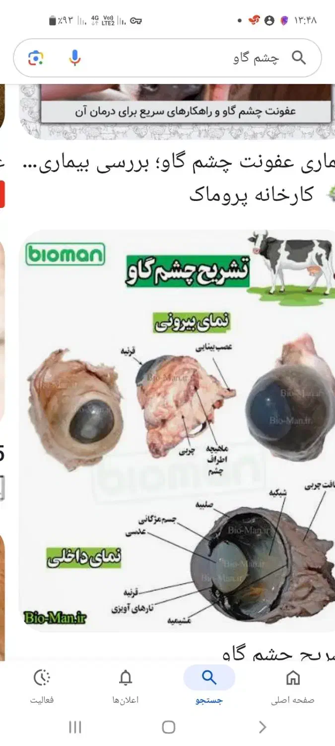 تهیه اعضای گاو و یا گوسفند برای تشریح و مطالعه|خدمات آموزشی|گناباد, |دیوار