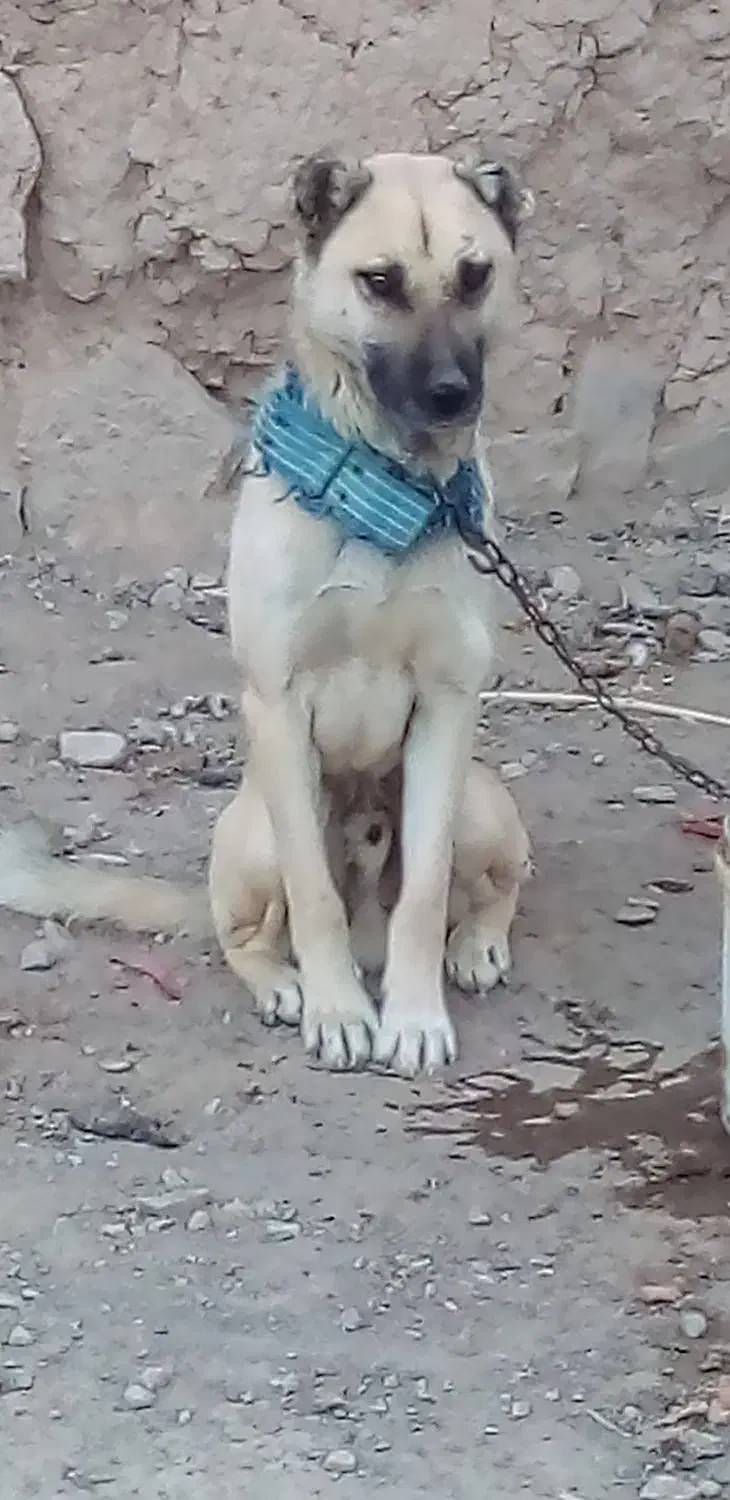 توله سگ سرابی به شرط آدمی معاوضه با سگ گوسفندی|سگ|شیروان (خراسان), |دیوار