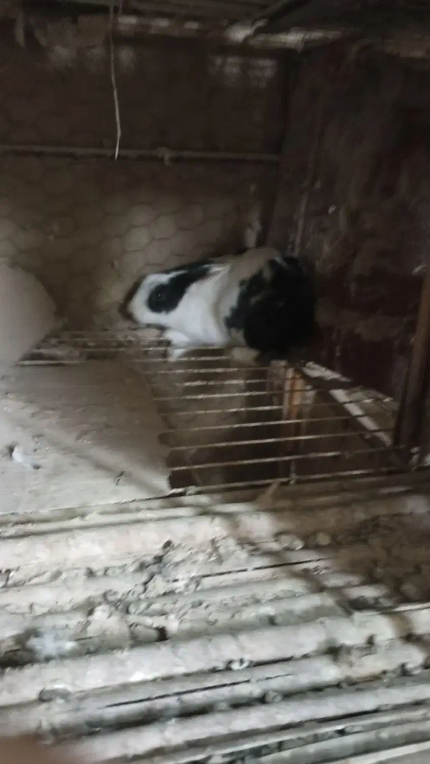 خرگوش|موش و خرگوش|زابل, |دیوار