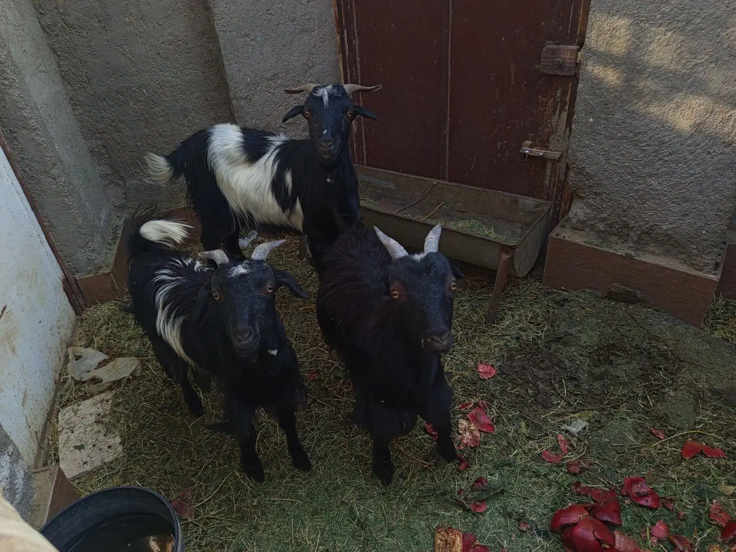 بز و دو عدد بزغاله|حیوانات مزرعه|سلفچگان, |دیوار