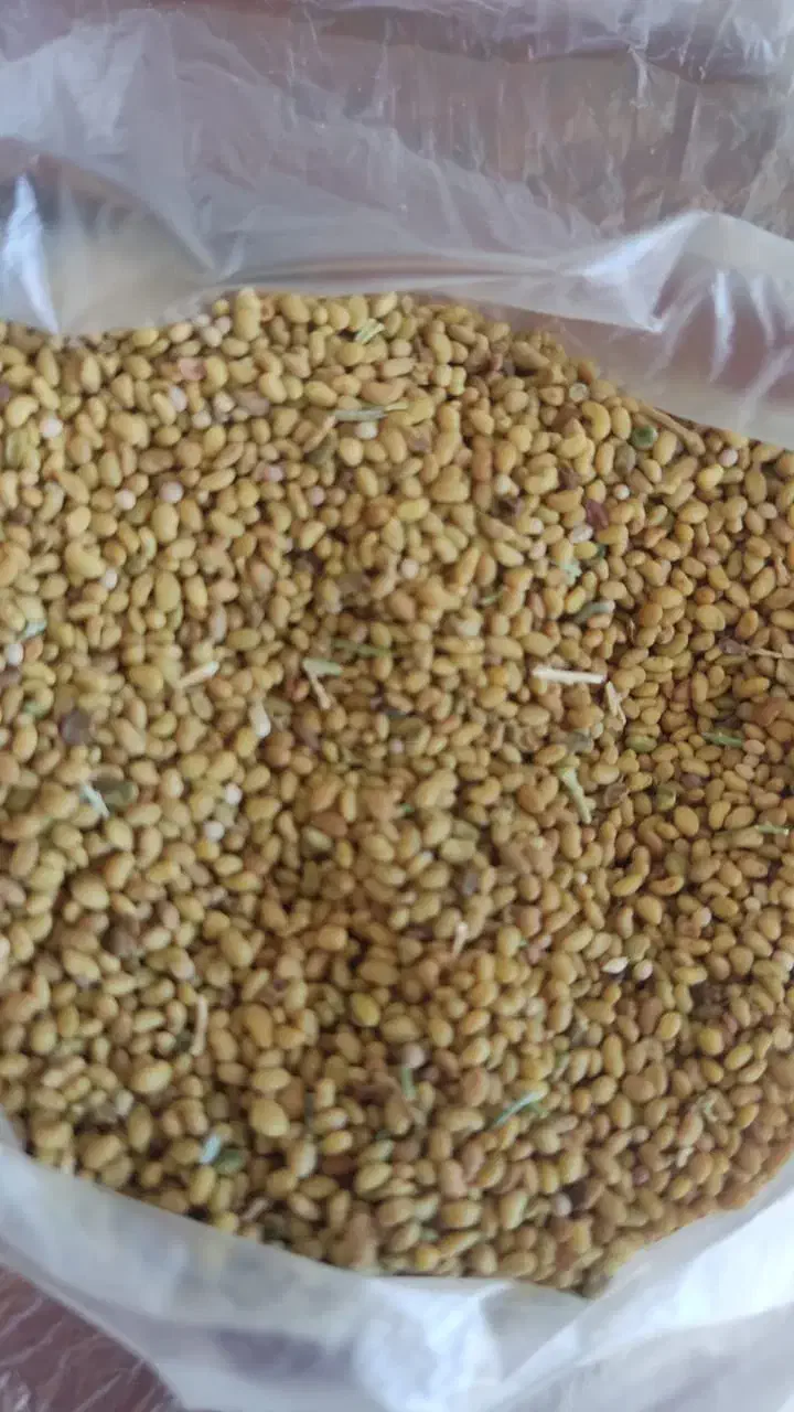 فروش بذرهای یونجه نخود فرنگی پیاز باقله لوبیا گندم|خدمات باغبانی و درختکاری|داراب, |دیوار