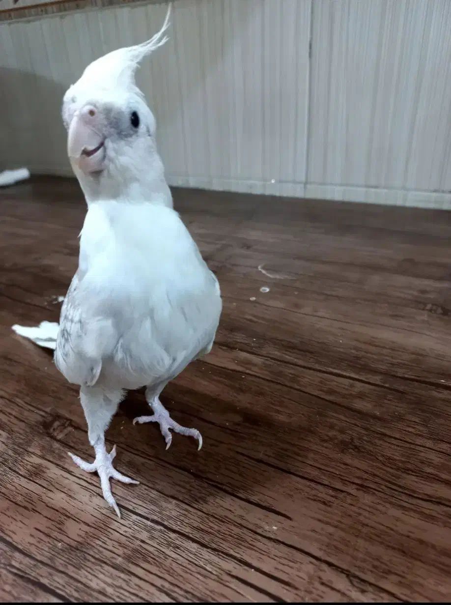 جوجه3ماهه لوتینو والبینوباجفت طوطی کتوله|پرنده|دزفول, |دیوار