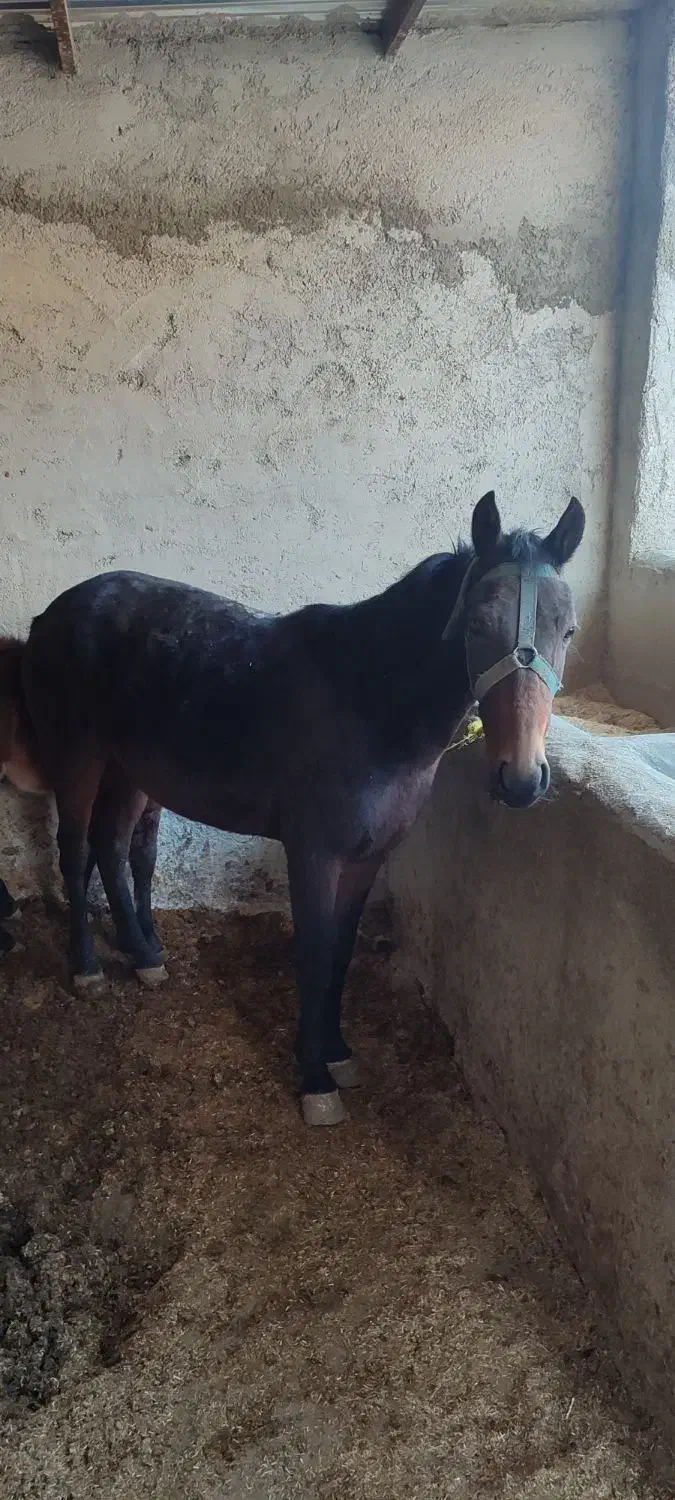 مادیان|اسب و تجهیزات اسب‌سواری|شیروان (خراسان), |دیوار