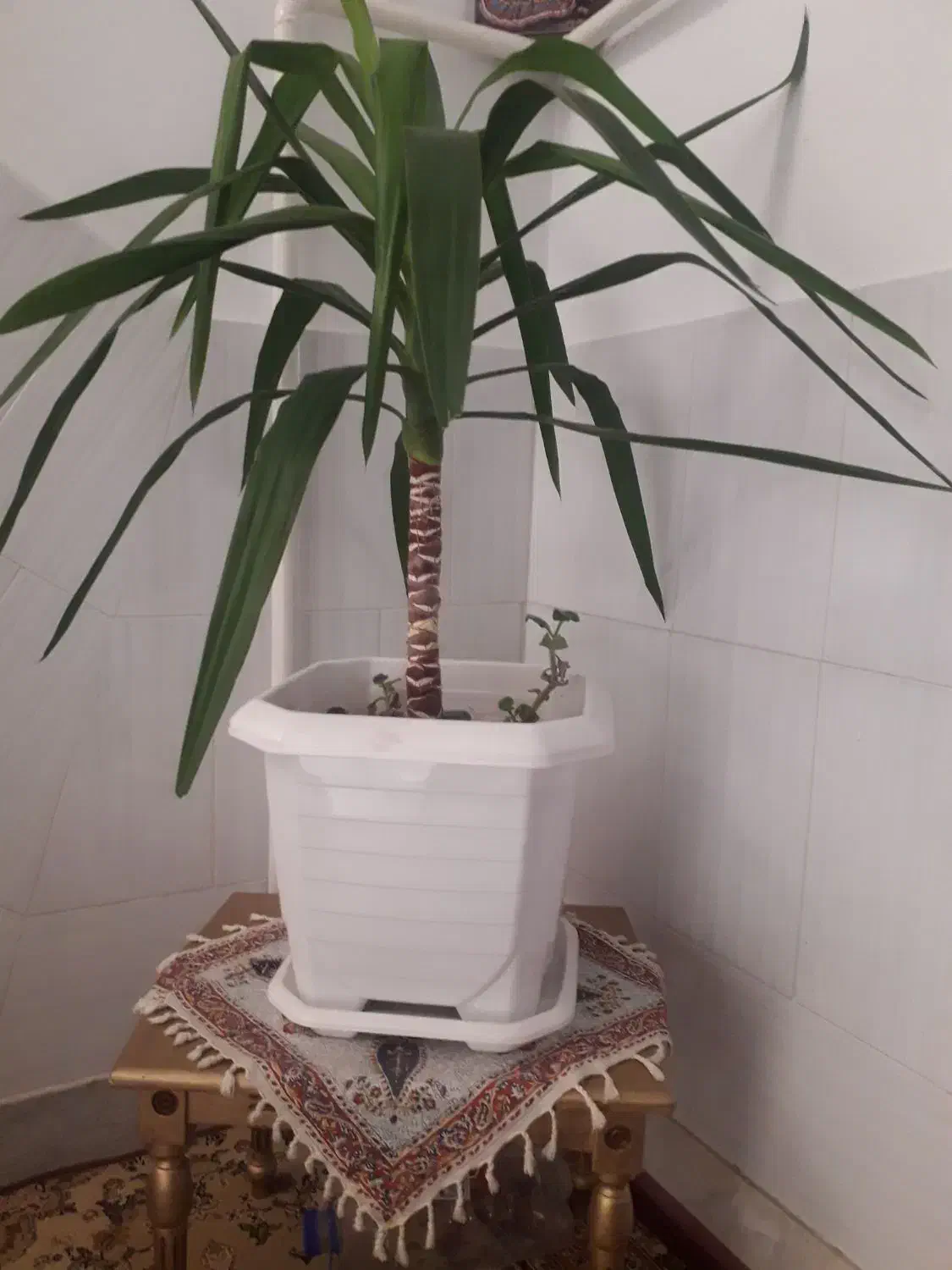 گل طبیعی با گلدان نو|گل و گیاه طبیعی|زنجان, |دیوار