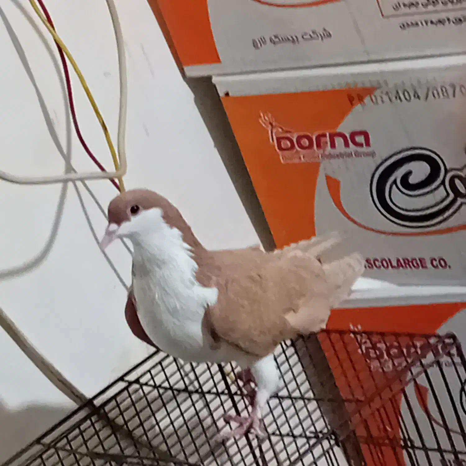 حیوان خانگی|پرنده|مشکیندشت, |دیوار