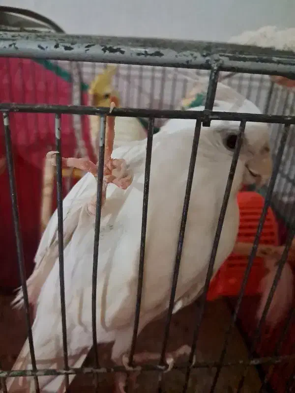 عروس هلندی آلبینو|پرنده|بندر انزلی, صابرحنان|دیوار