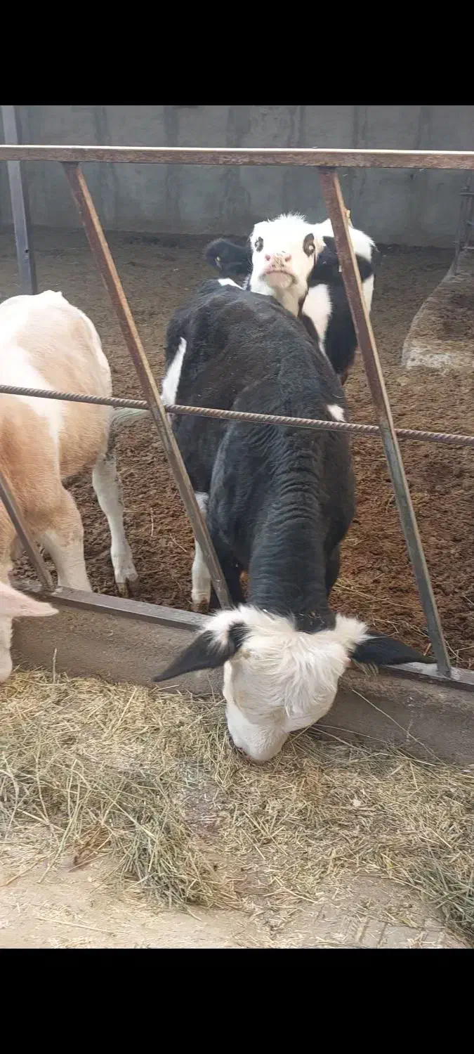 3راس گوساله فروشی|حیوانات مزرعه|بشاریات, |دیوار