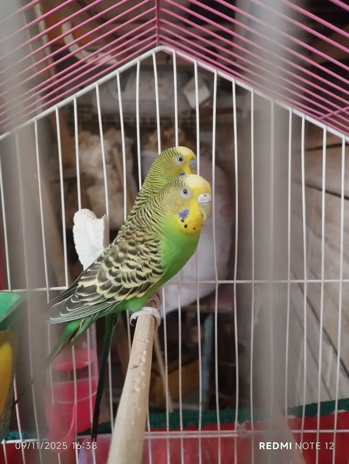 مرغ عشق|پرنده|اندیمشک, |دیوار