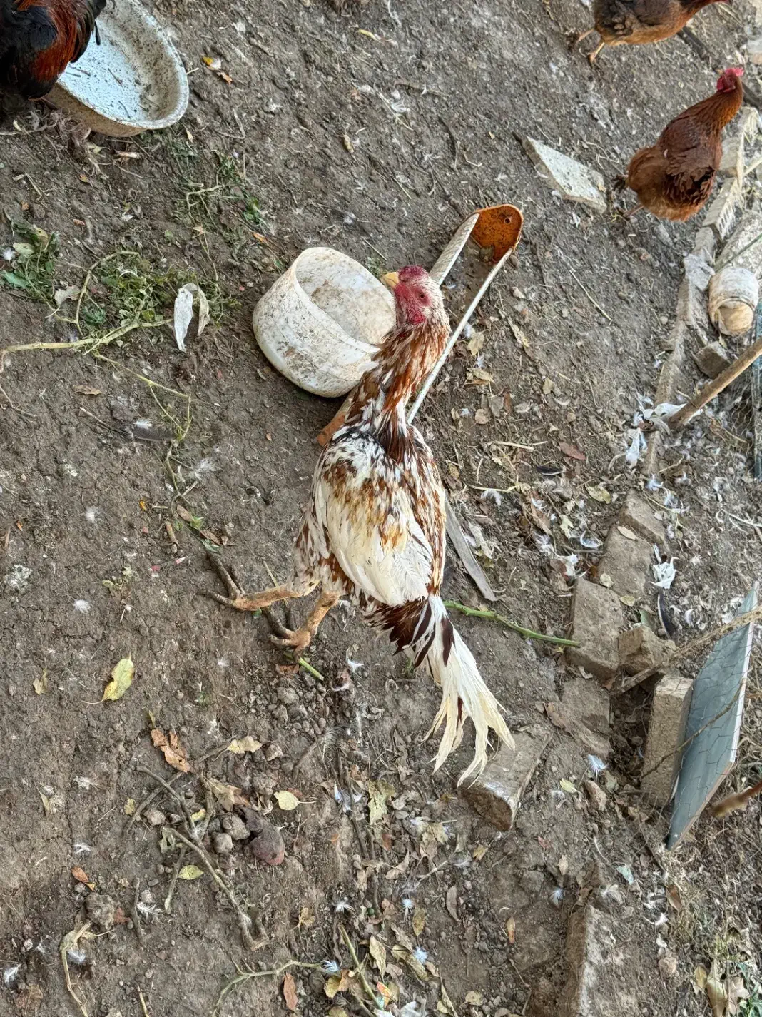 خروس لاری/خروس/مرغ محلی/مرغ لاری/اردک|حیوانات مزرعه|هشتگرد, فاز ۳ مهستان|دیوار