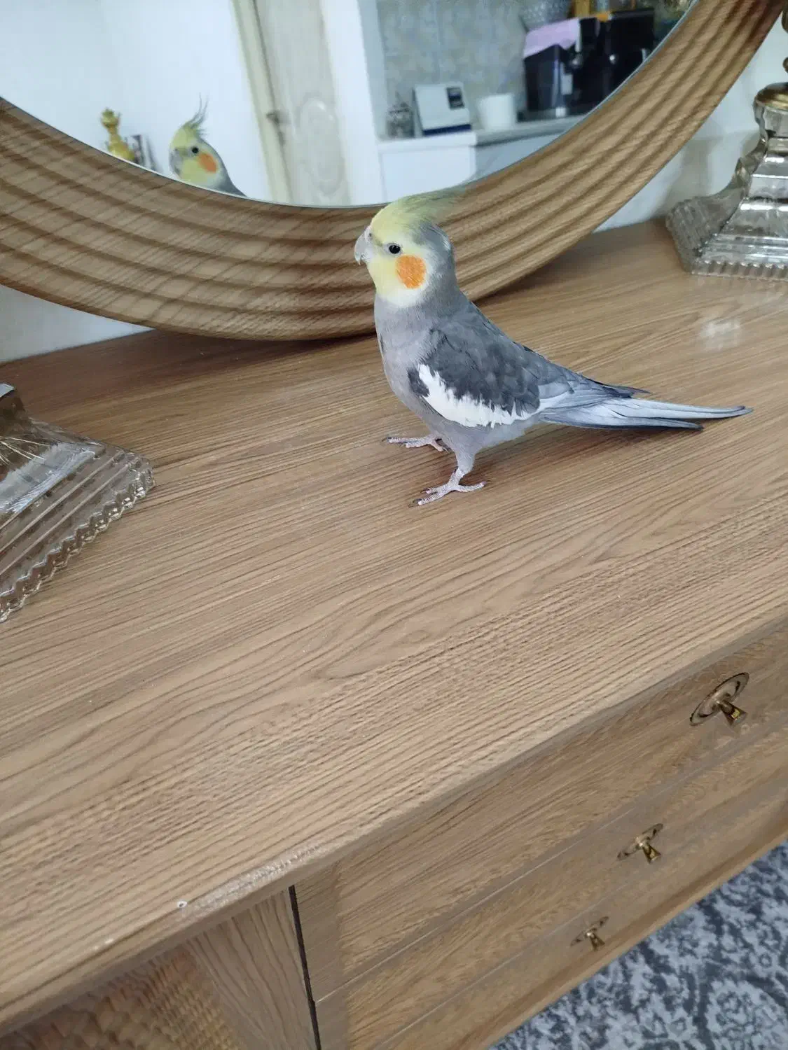 عروس هلندی|پرنده|بهارستان, |دیوار