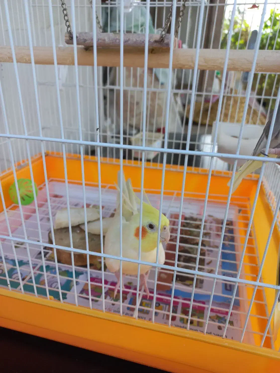 دو جفت عروس هلندی آماده جوجه کشی|پرنده|رشت, گلسار|دیوار