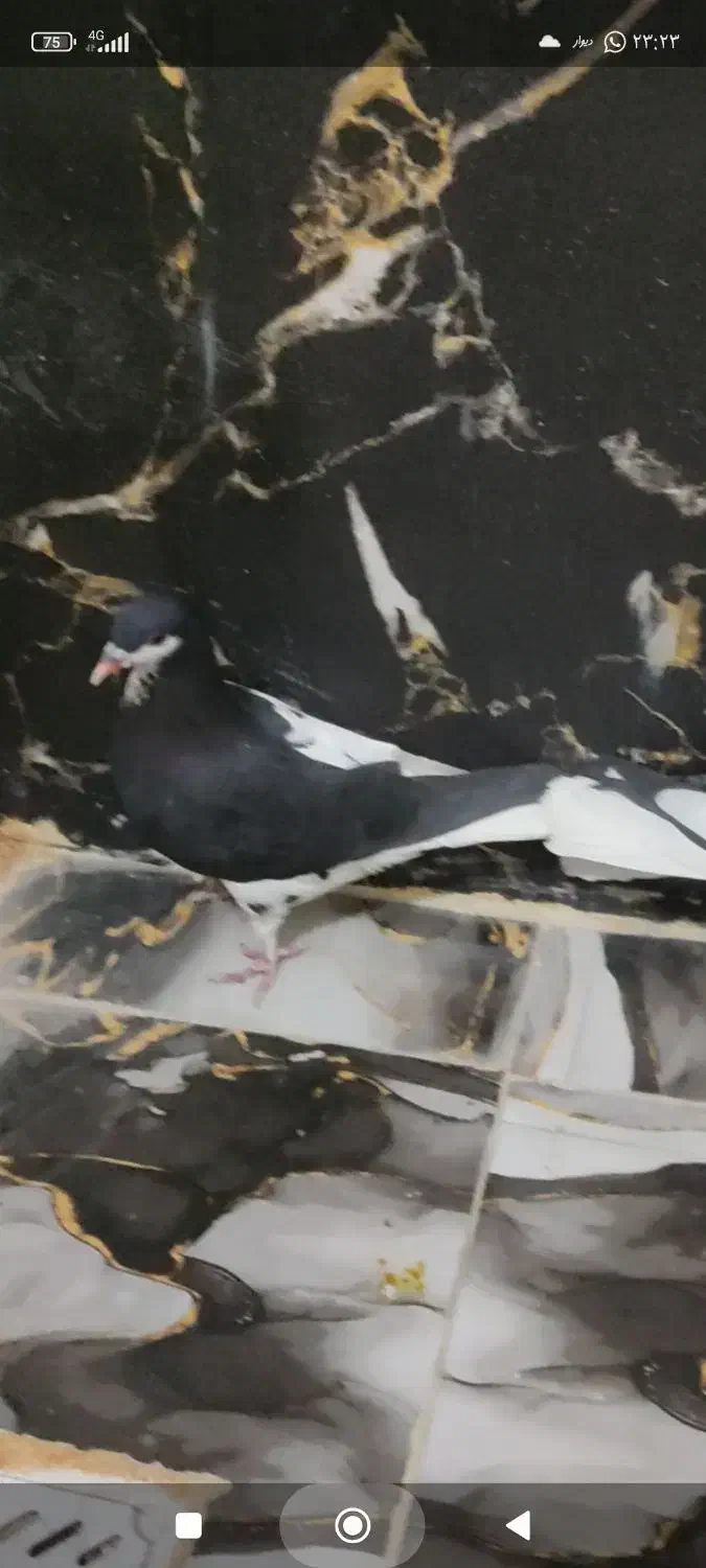 چپ وخوشرنگ|پرنده|شیراز, کوشک میدان|دیوار