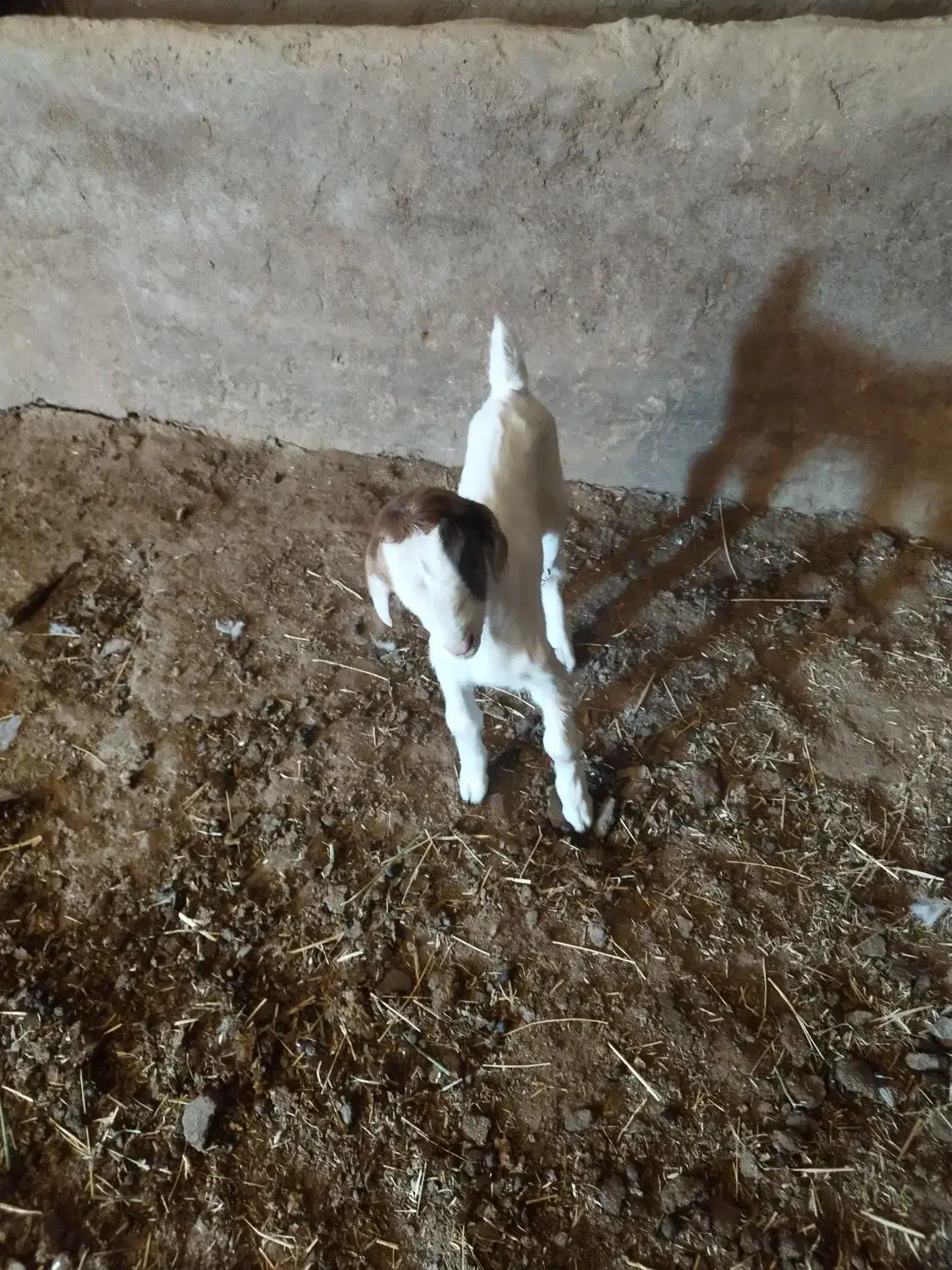 بزغاله ماده  تازه شد جنس عالی|حیوانات مزرعه|پیشخور, |دیوار