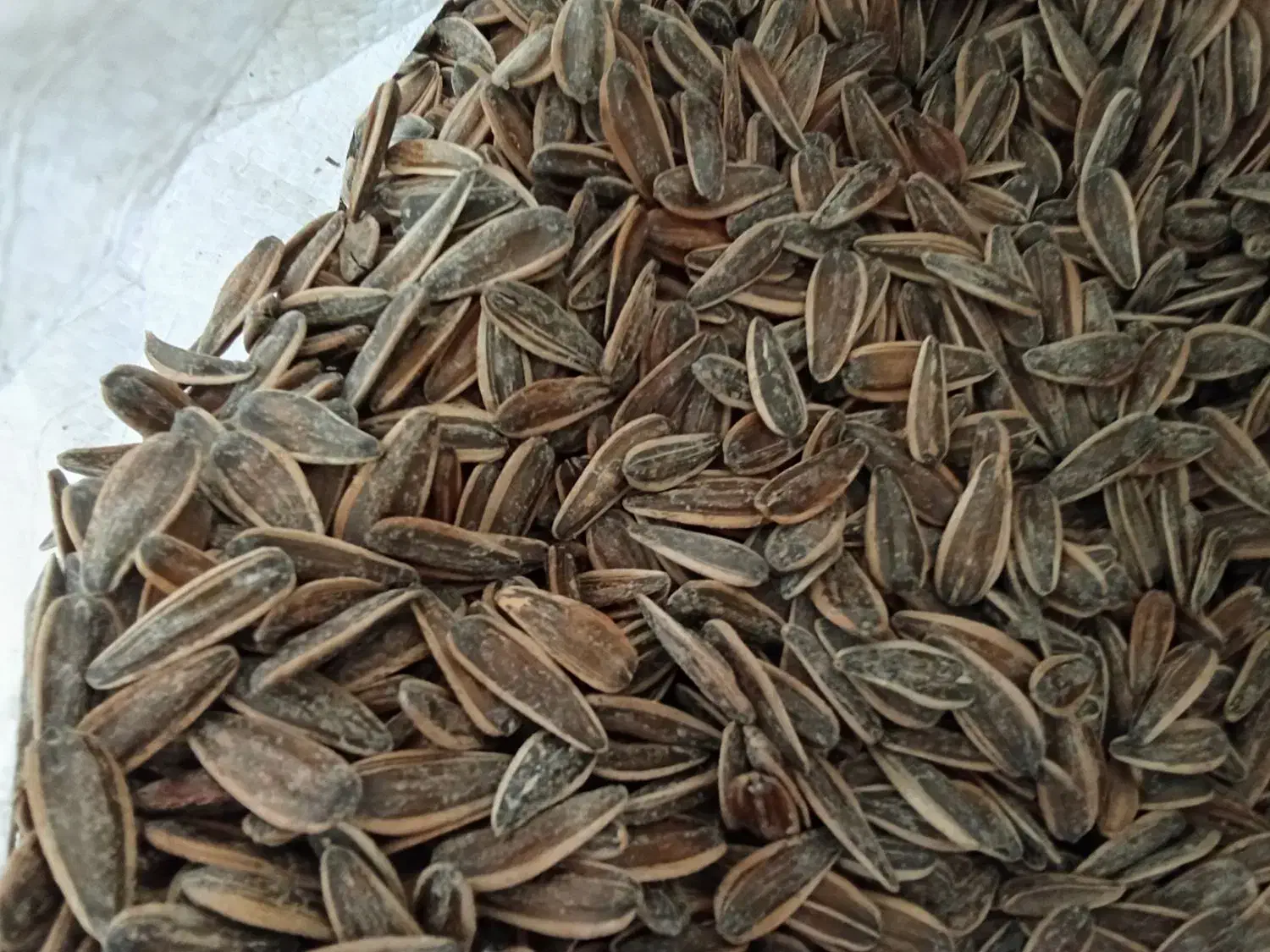 تخمه درجه یک بوداده|خوردنی و آشامیدنی|برخوار, |دیوار