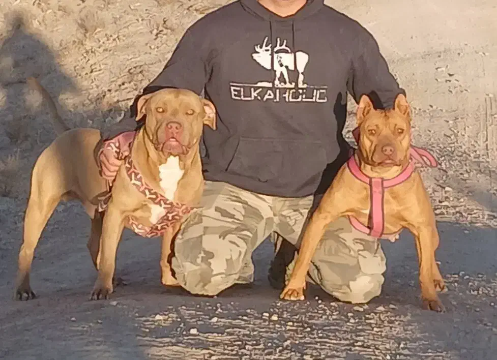 توله پیتبول نر|سگ|تهران, هاشم‌آباد|دیوار