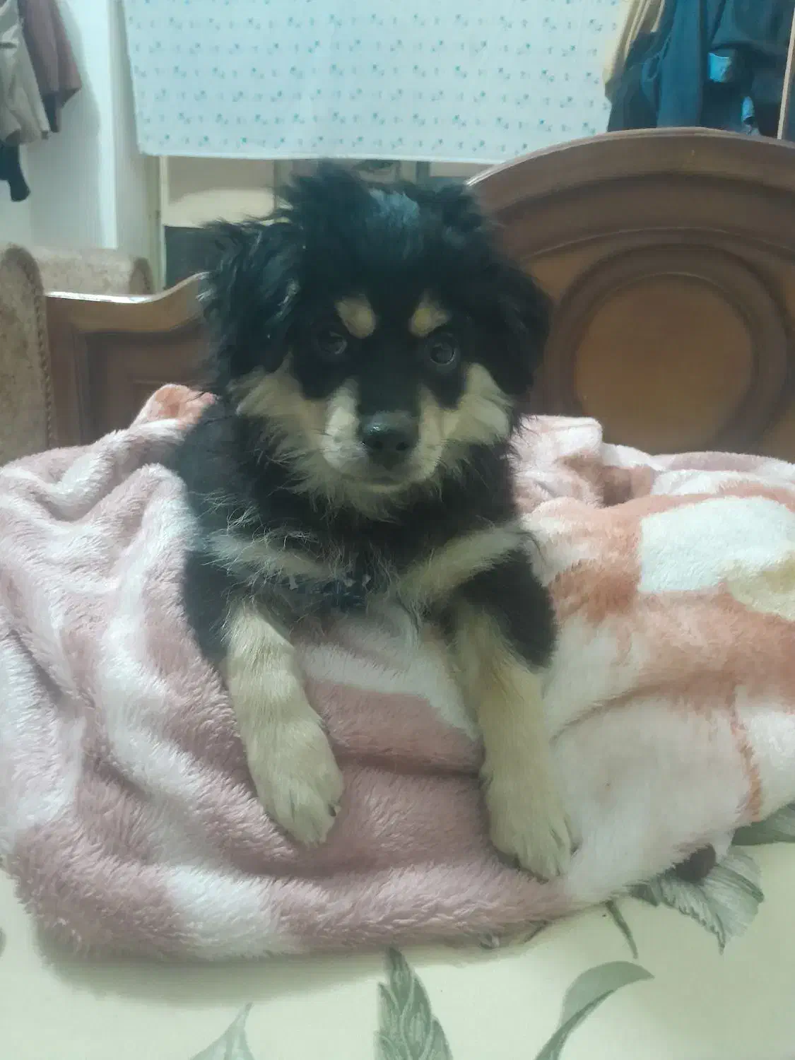 فروش توله  پامرا ژرمن|سگ|کازرون, |دیوار