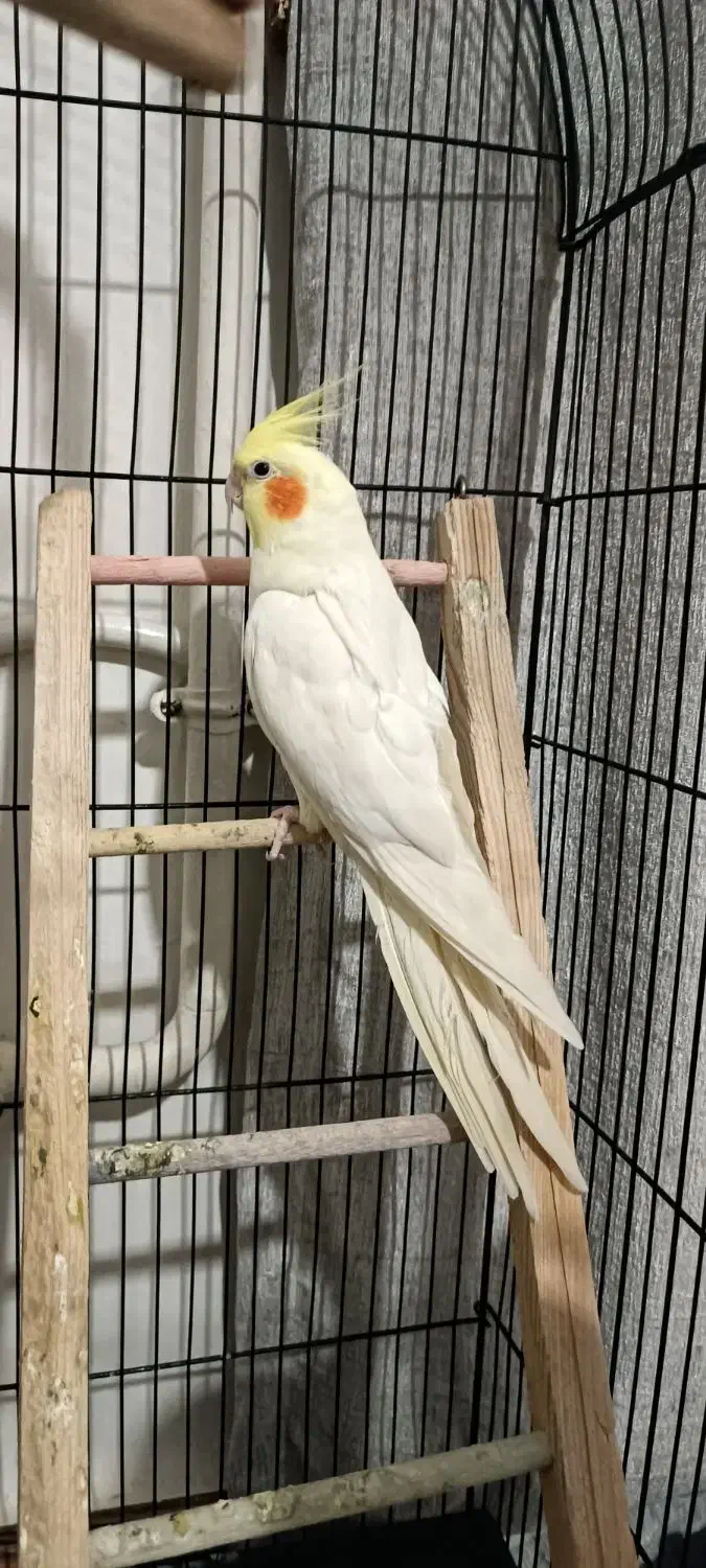 عروس هلندی|پرنده|قرچک, مجتمع مسکونی طبیعت|دیوار