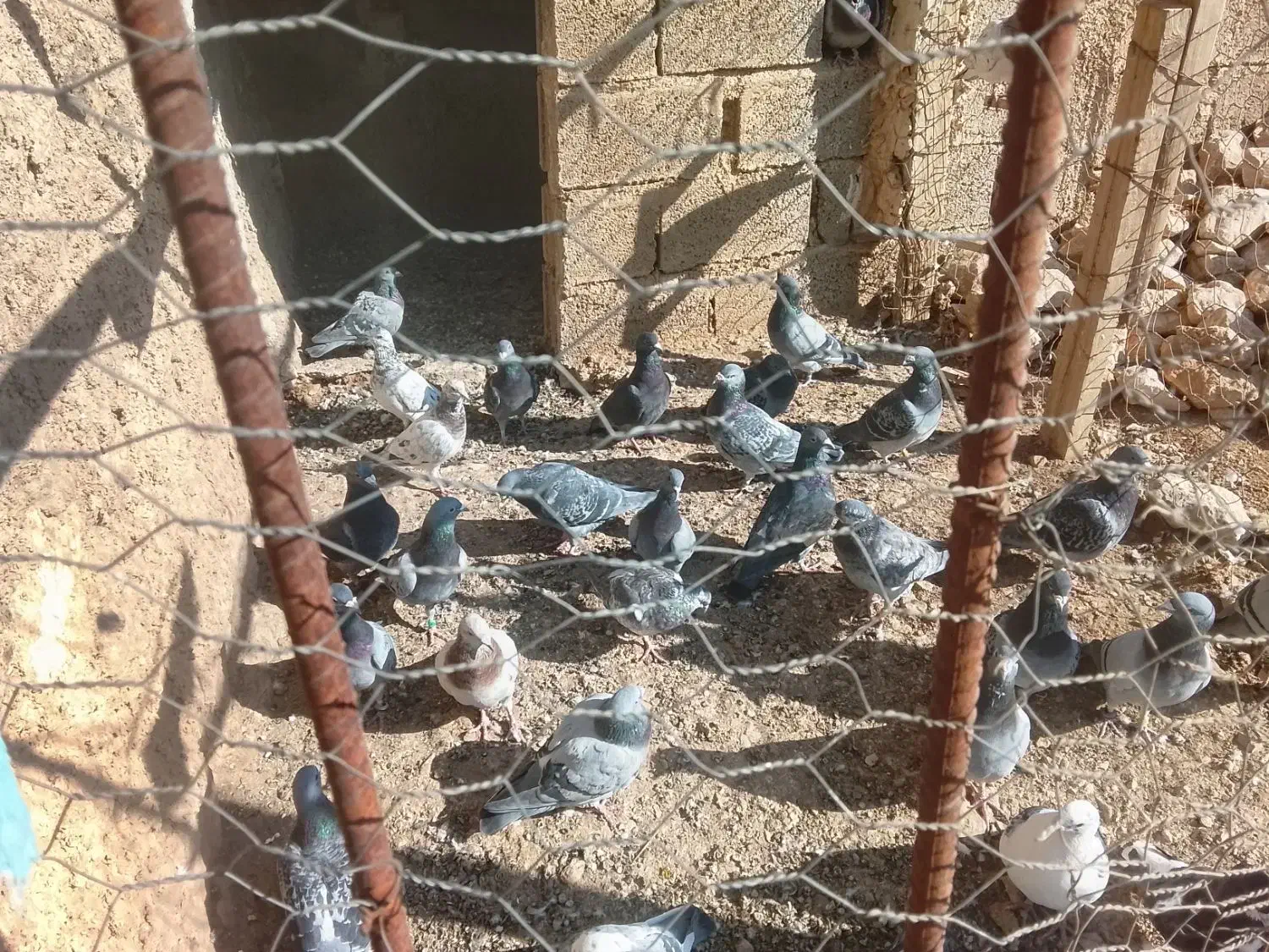 مسافتی|پرنده|کازرون, |دیوار