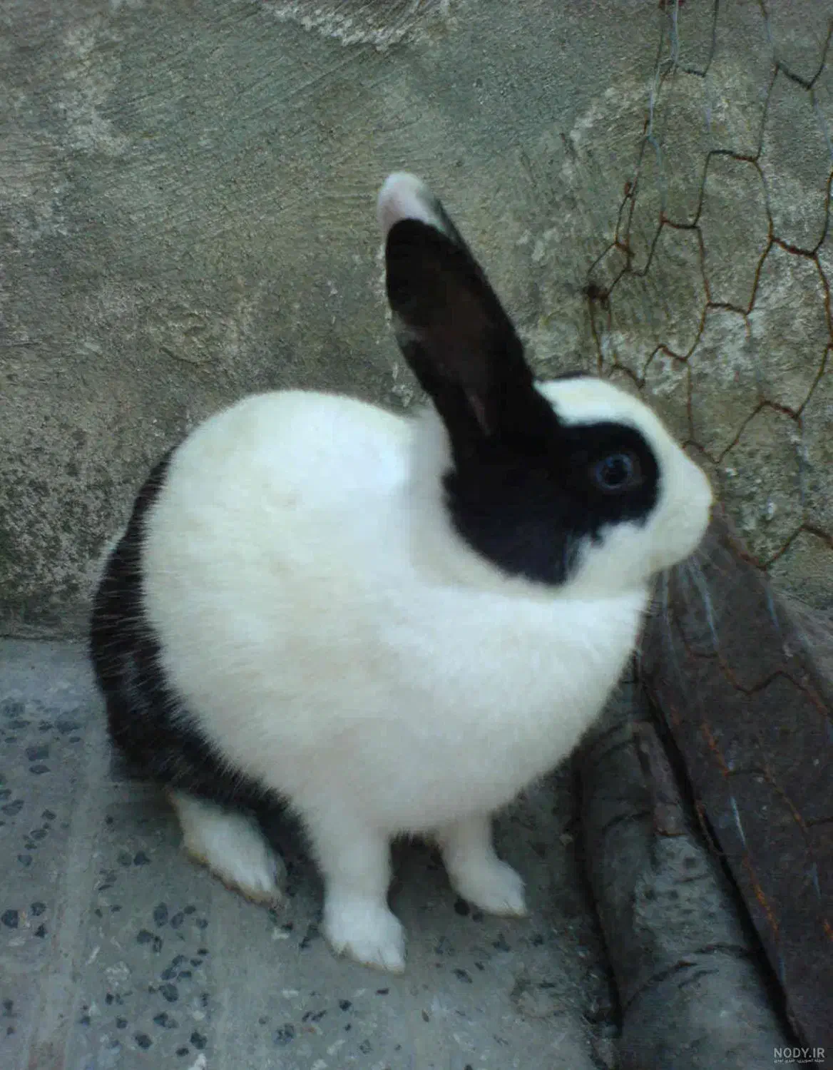 خرگوش|موش و خرگوش|شادگان, |دیوار