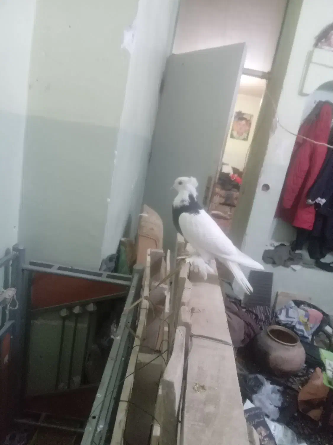 باسلام طوقی شش لق انداخته چهارتا دیگه داره|پرنده|زرند, |دیوار