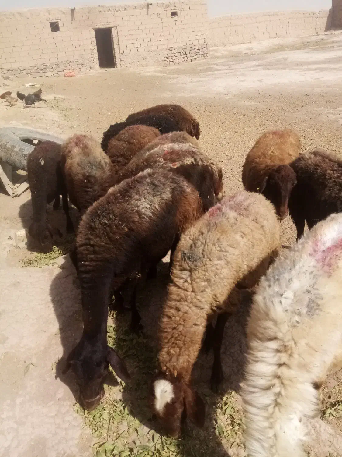 گوسفند داشتی ابستن|حیوانات مزرعه|چناران, |دیوار