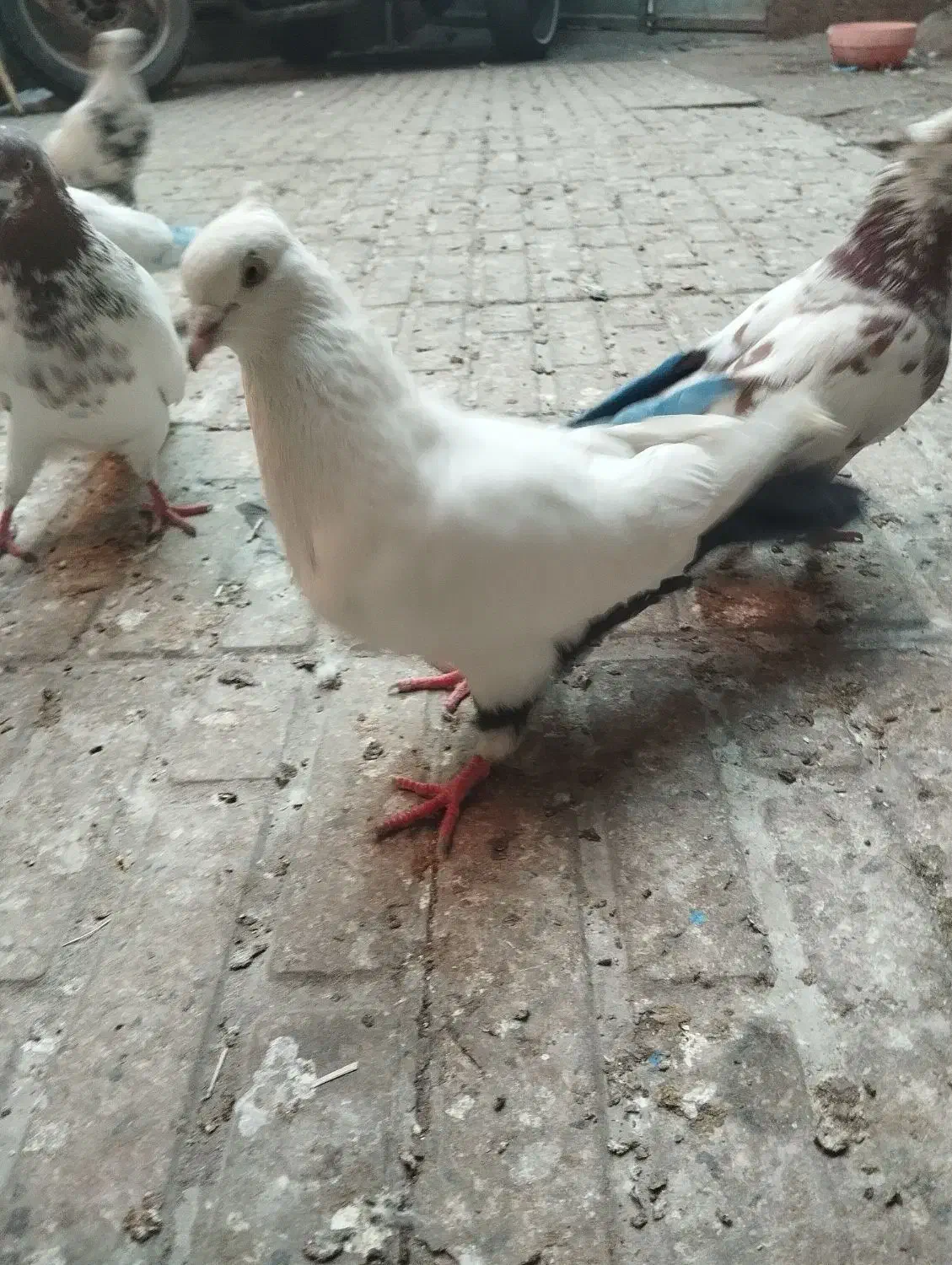 کفتر|پرنده|تبریز, |دیوار