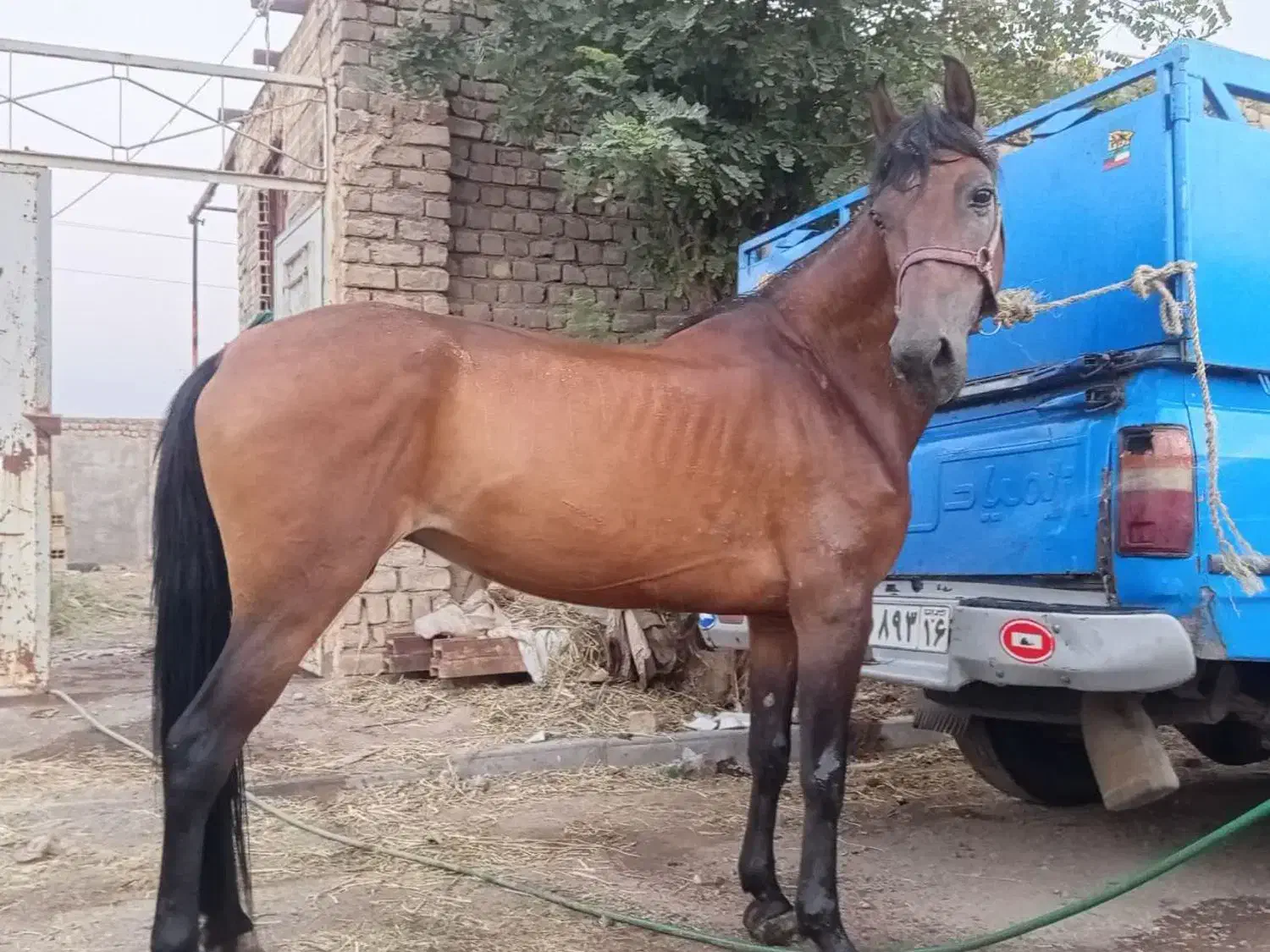 مادیون3سال|اسب و تجهیزات اسب‌سواری|قنوات, |دیوار