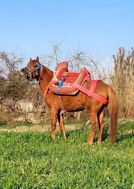 اسب یورقه|اسب و تجهیزات اسب‌سواری|گرگان, |دیوار