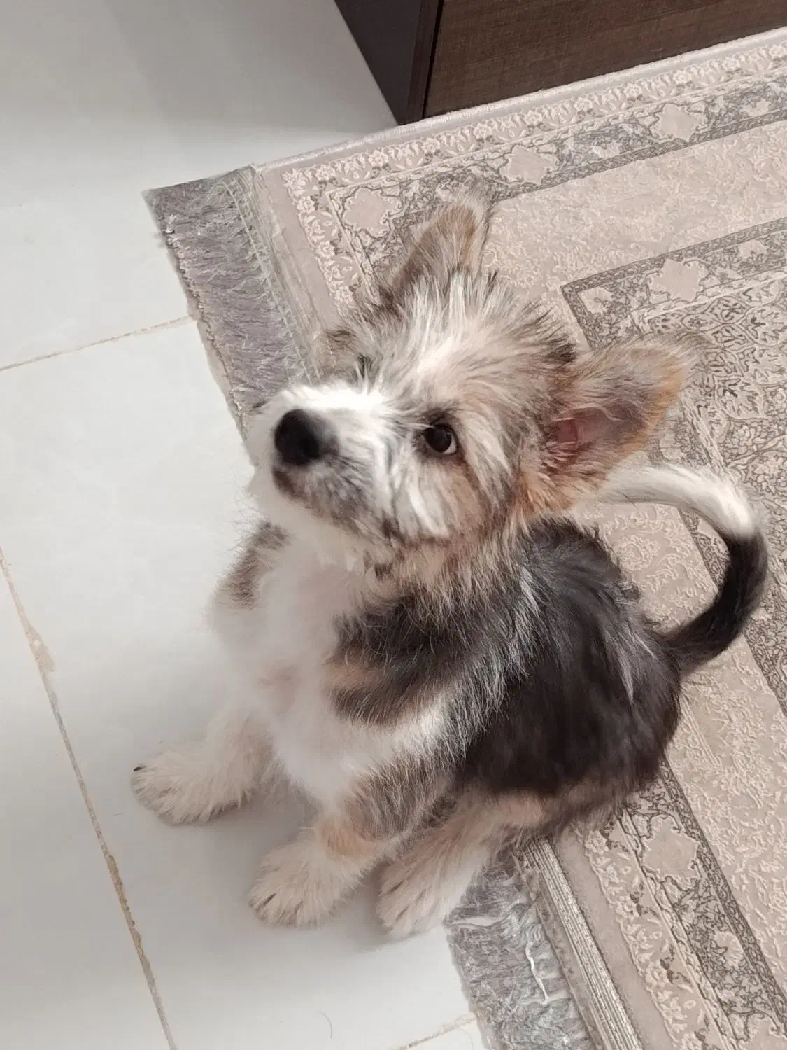 واگذاری رایگان میکس شیتزو|سگ|صدرا-فارس, فاز ۱|دیوار