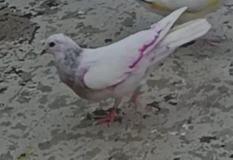 کفتر.جوجه گم شده|پرنده|باقرشهر, |دیوار