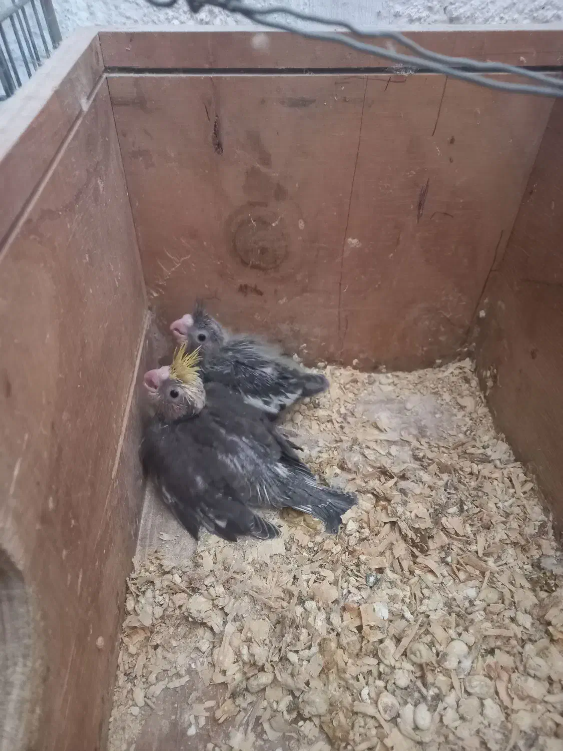 طوطی عروس سرلاکی برای سخنگوکردن|پرنده|بابکان, |دیوار