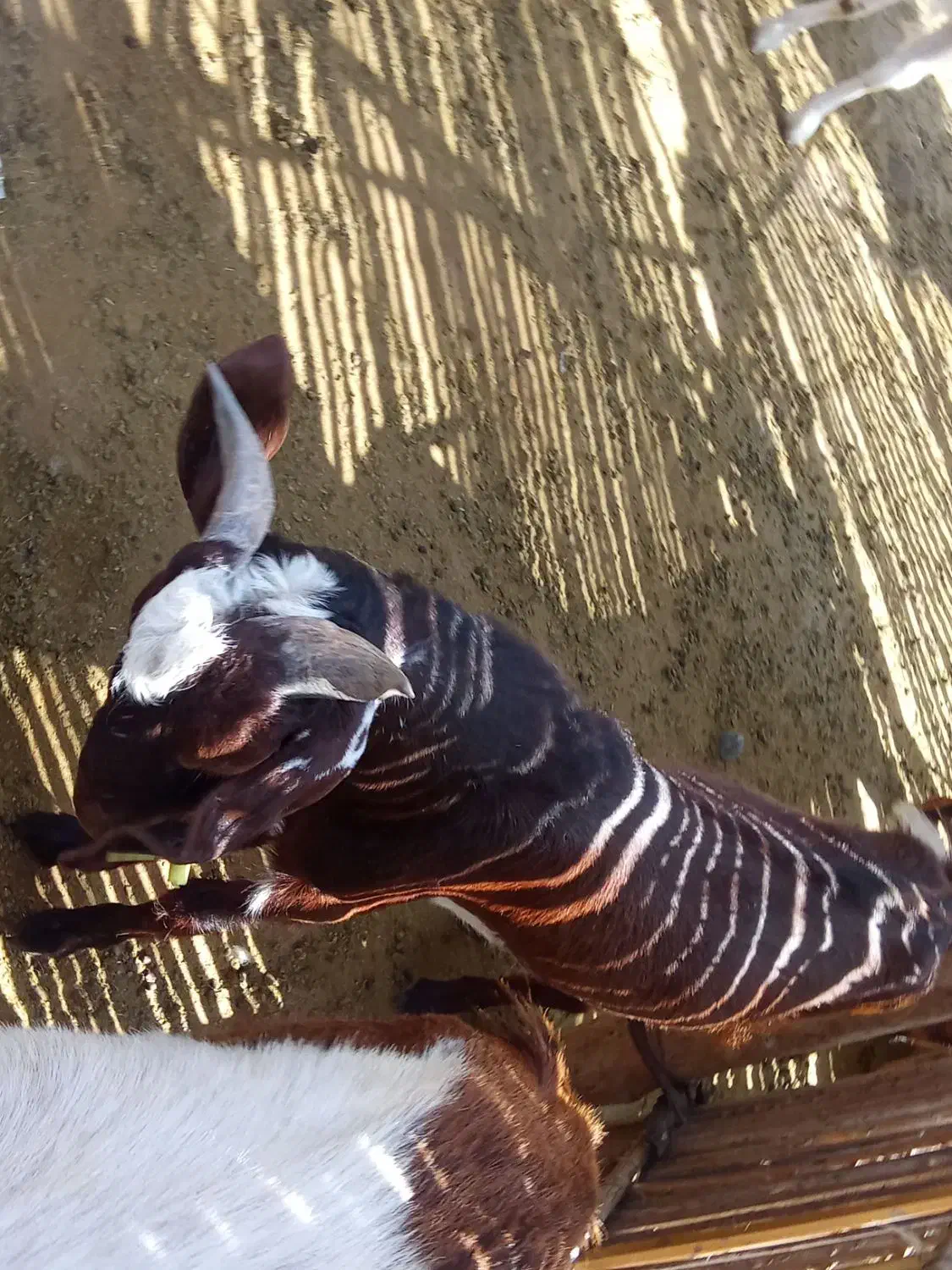 120000000|حیوانات مزرعه|درب بهشت, |دیوار