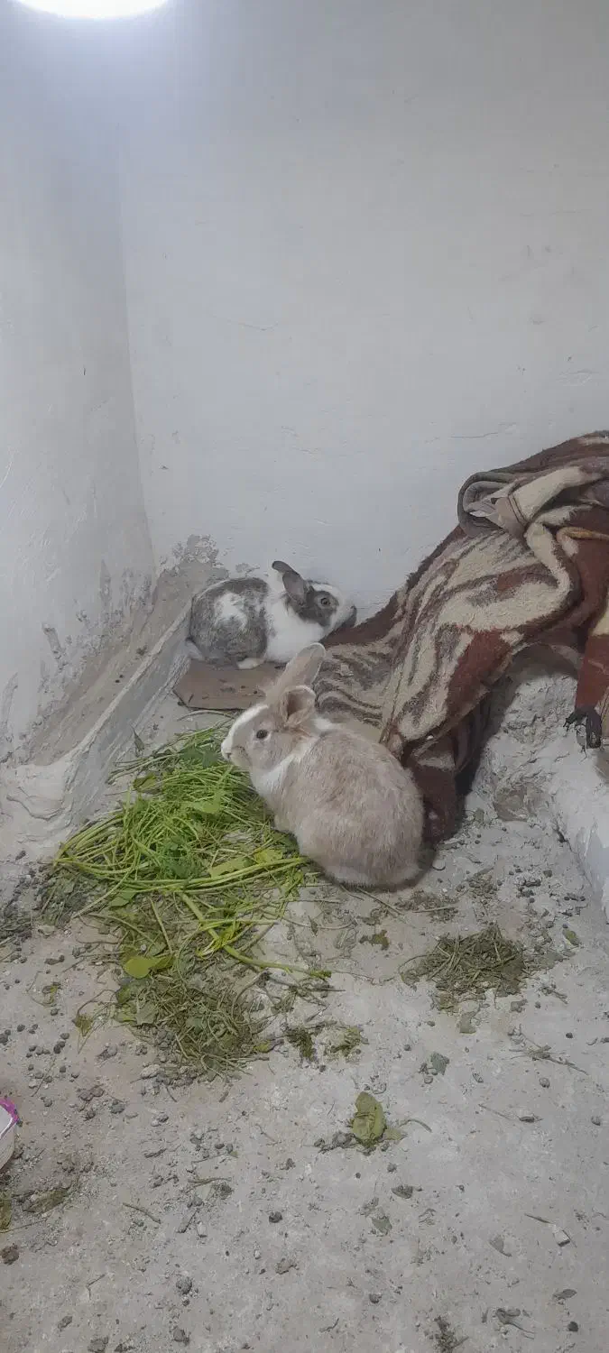 خرگوش|موش و خرگوش|تربت جام, کشتارگاه|دیوار