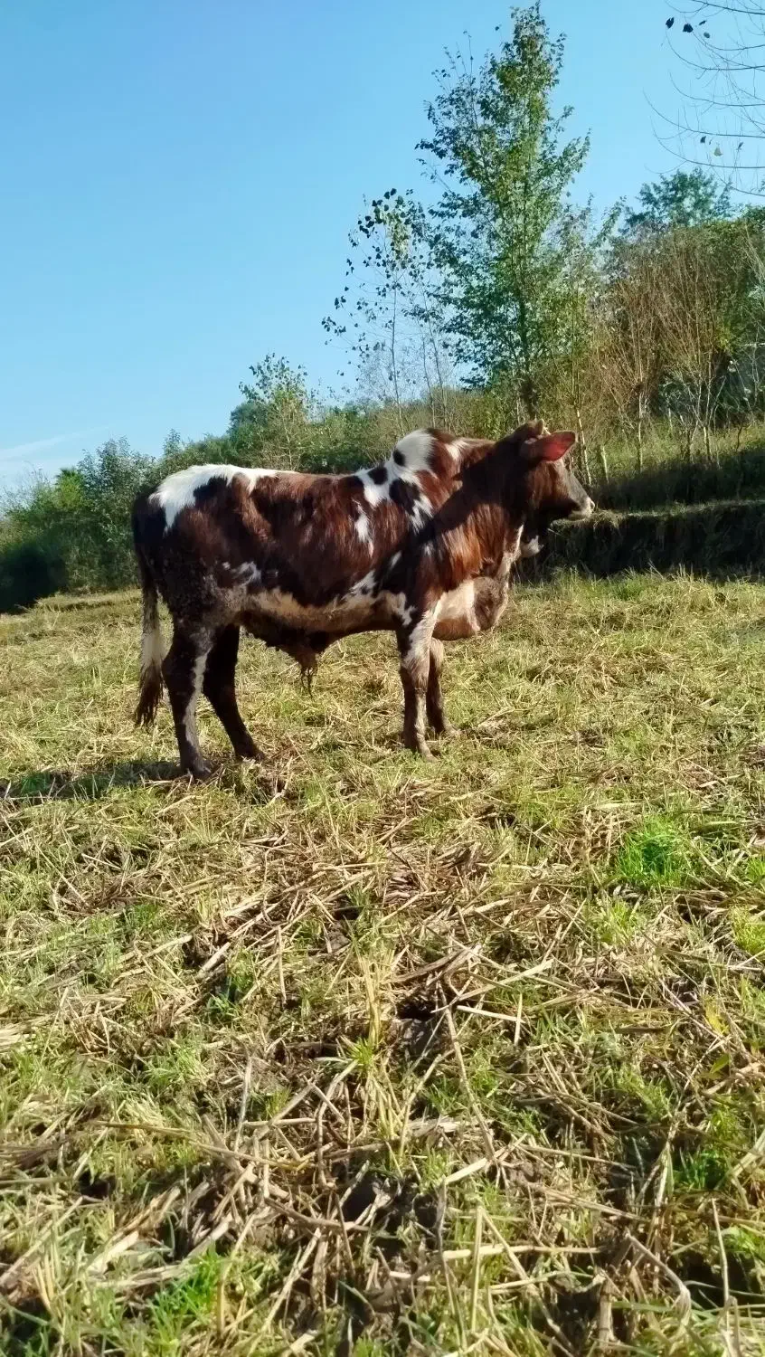 یه گوساله تنکابنی آس قیمت مقطوع|حیوانات مزرعه|اطاقور, |دیوار