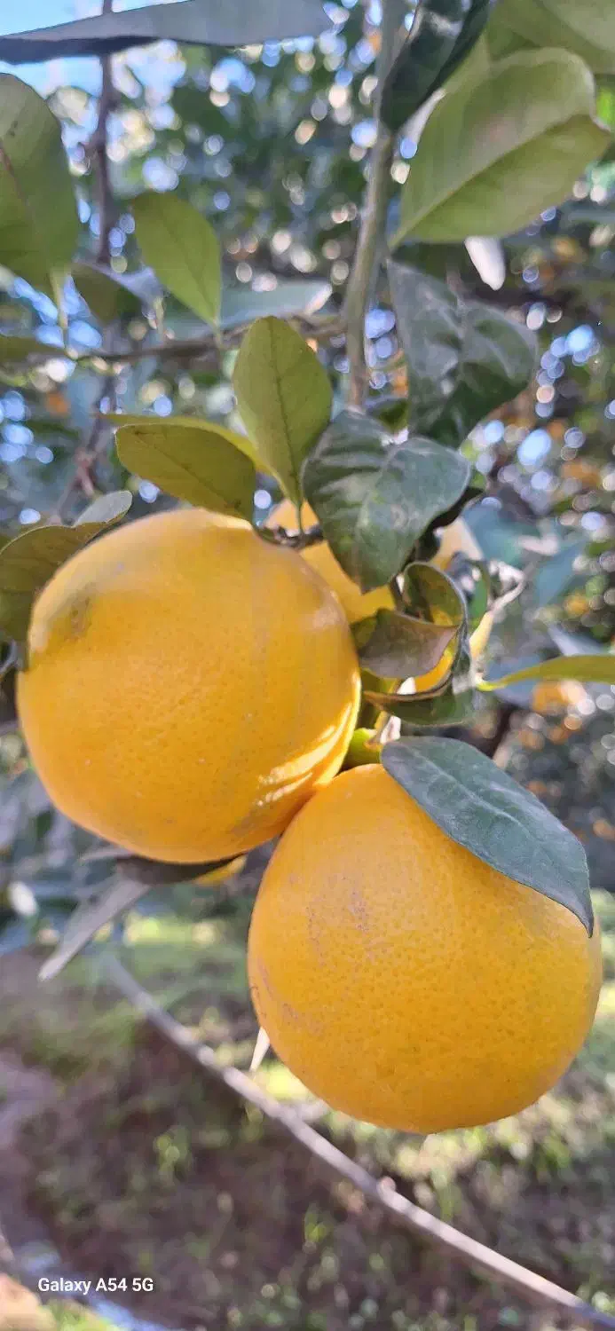 پرتقال تامسون فروشی|خوردنی و آشامیدنی|هچیرود, |دیوار