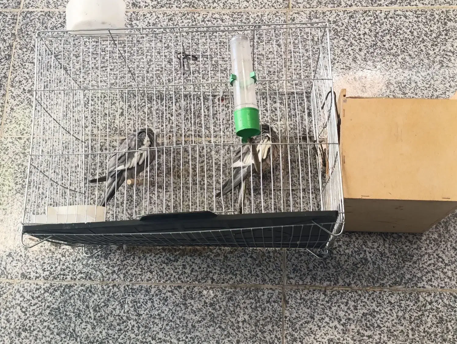 ساعت مچی و عروس هلندی|ساعت|اهواز, منبع اب|دیوار