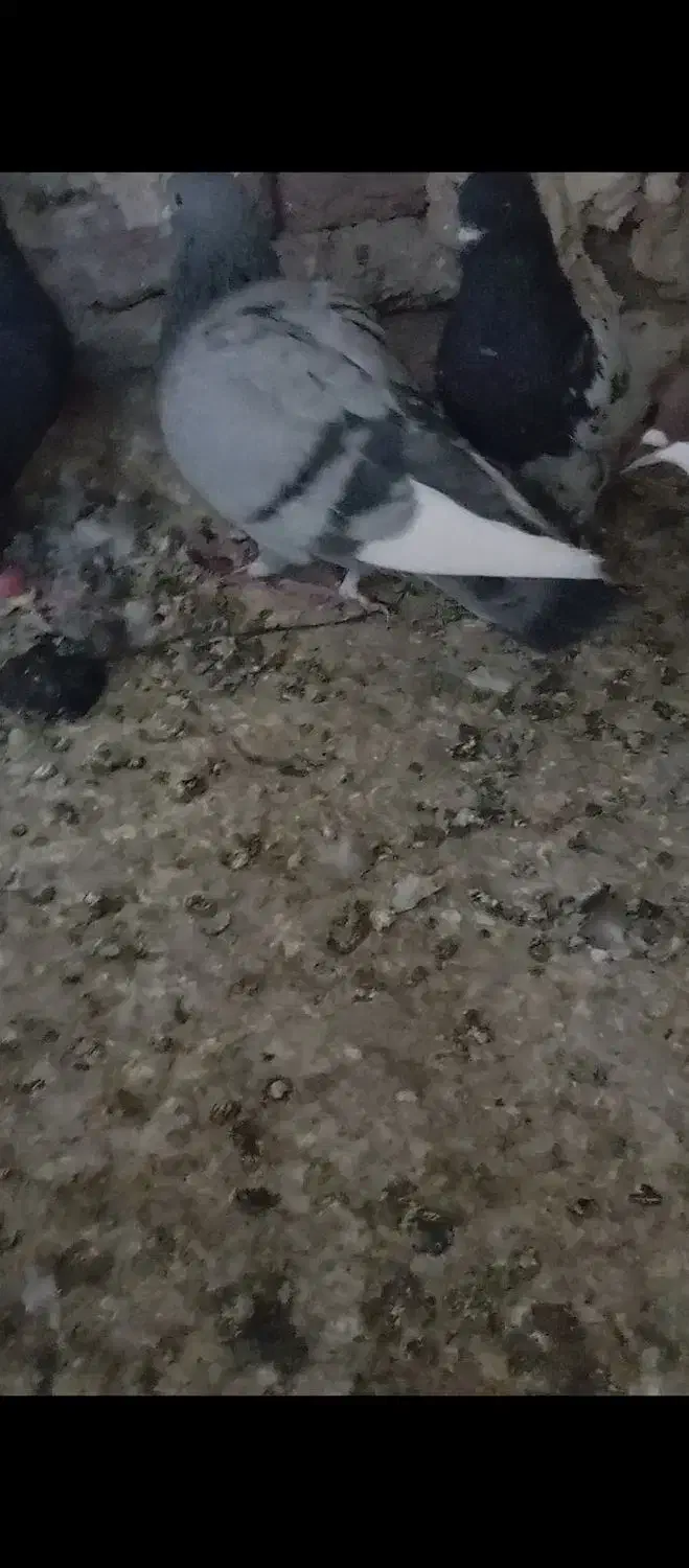 مینا سبز نر|پرنده|زاهدان, |دیوار