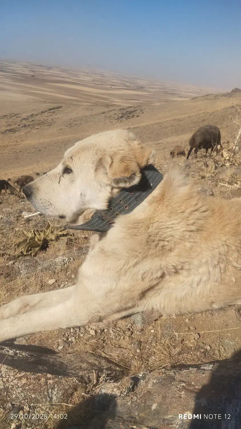 خریدار سگ نگهبان|سگ|قروه, |دیوار