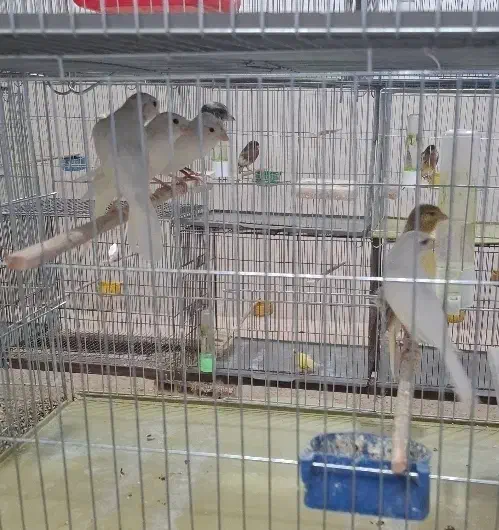 فروش قناری های خانگی|پرنده|اردکان, |دیوار