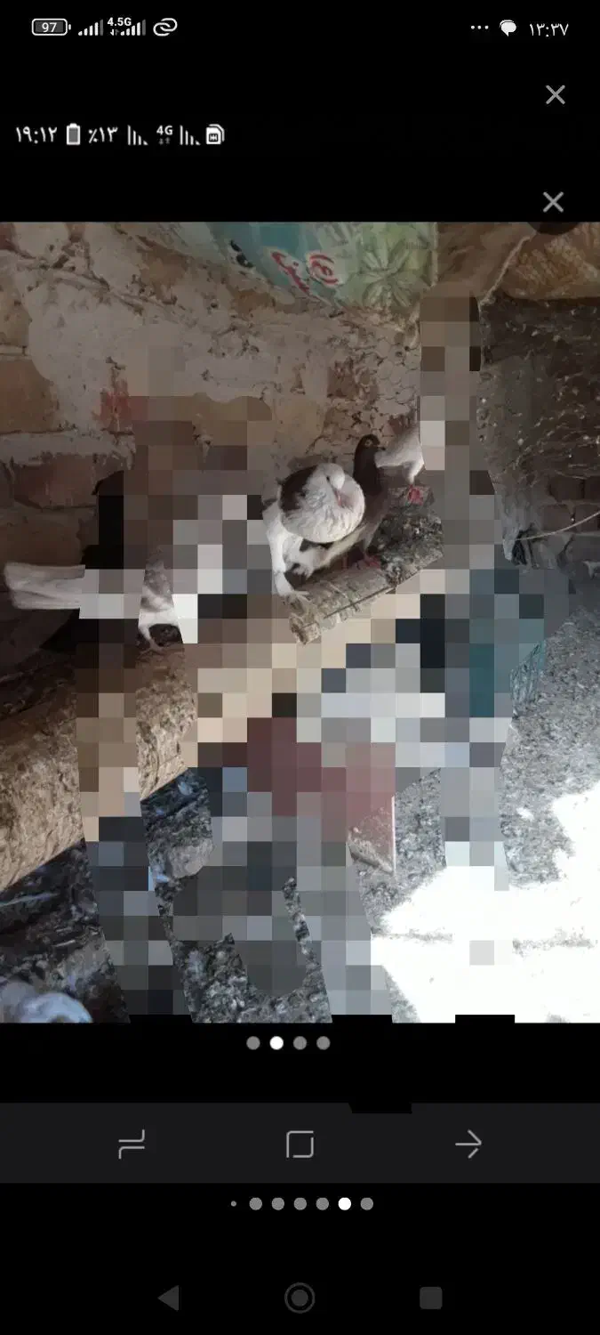 نر ابلغ ابو مریم یا همون بادکنکی ماده سفید کاکلی|پرنده|کاشان, رسالت|دیوار