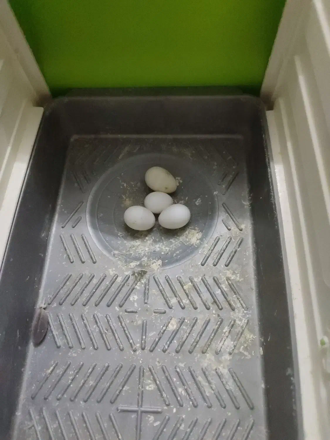 عروس هلندی|پرنده|تهران, شارق|دیوار