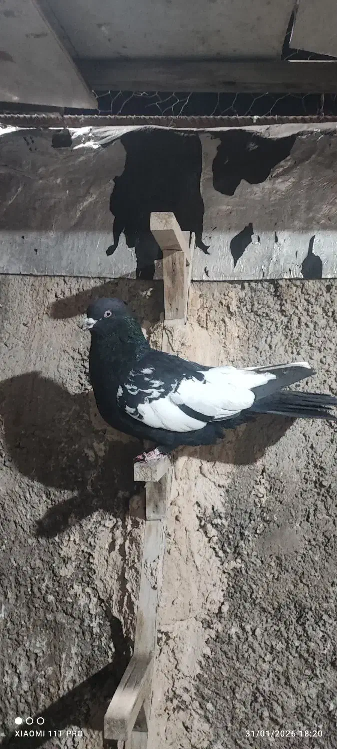 کفتر سینه سیاه|پرنده|فسا, |دیوار