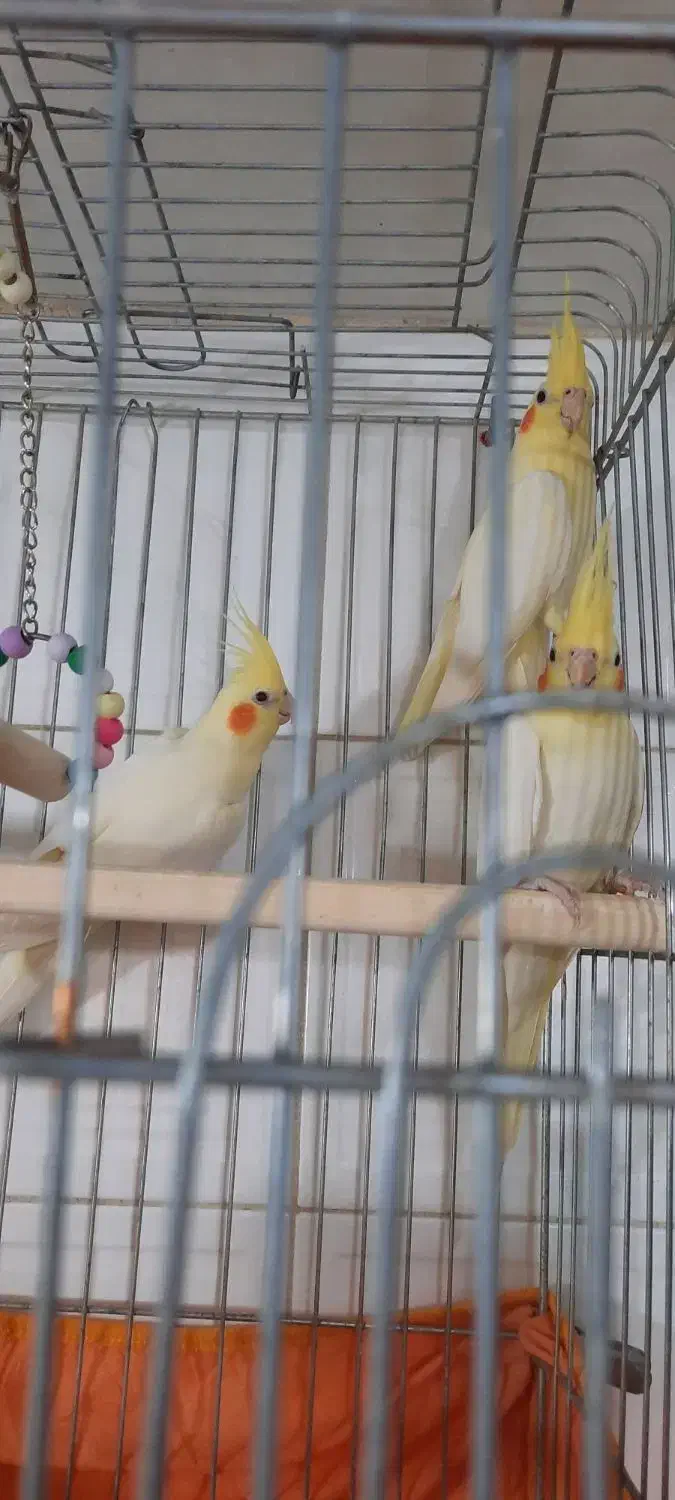 عروس لوتینو آماده|پرنده|قزوین, |دیوار