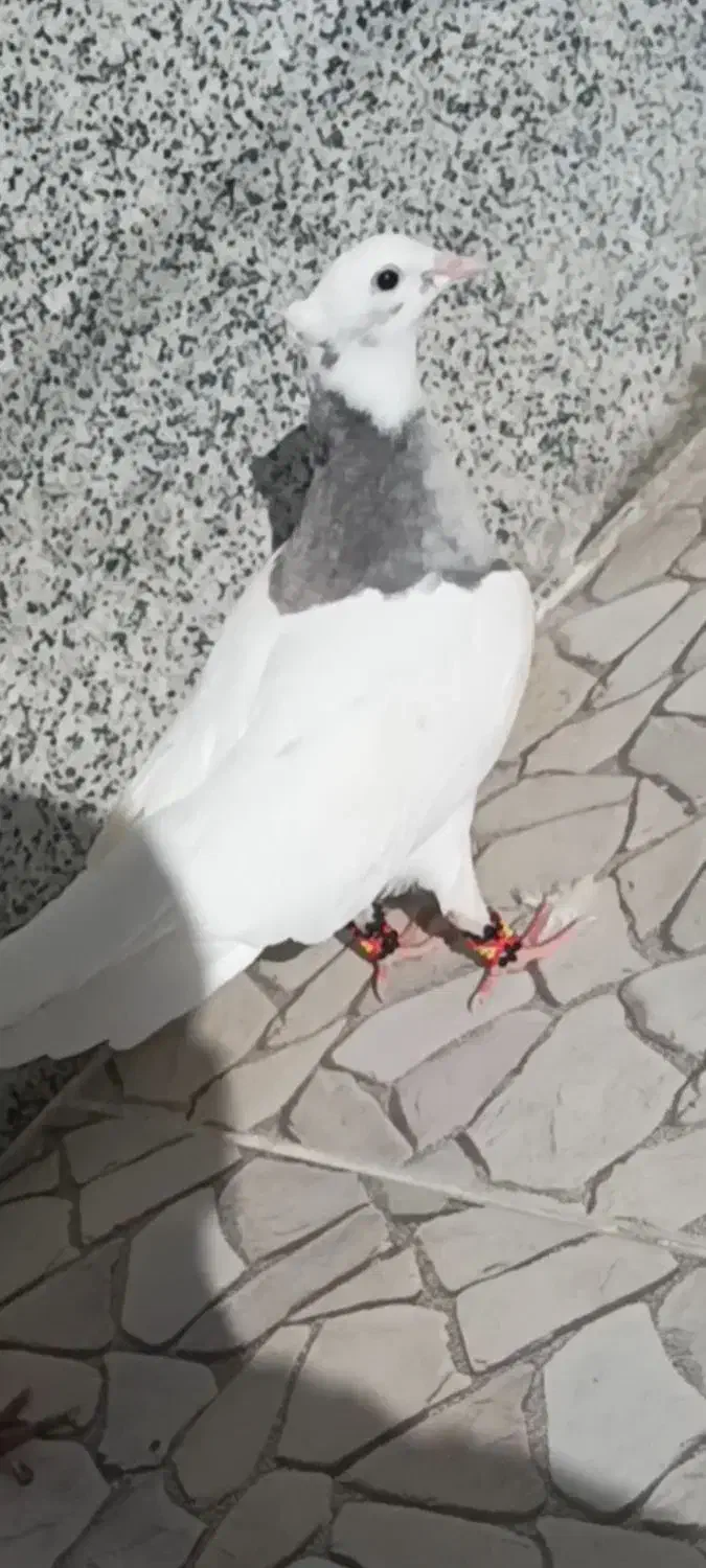 به شرط|پرنده|نورآباد ممسنی, |دیوار