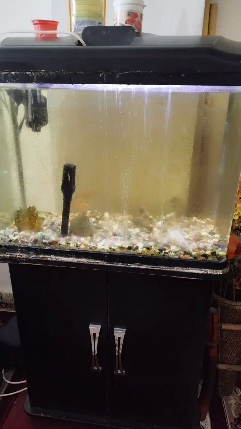 آکواریوم|ماهی|بوشهر, |دیوار