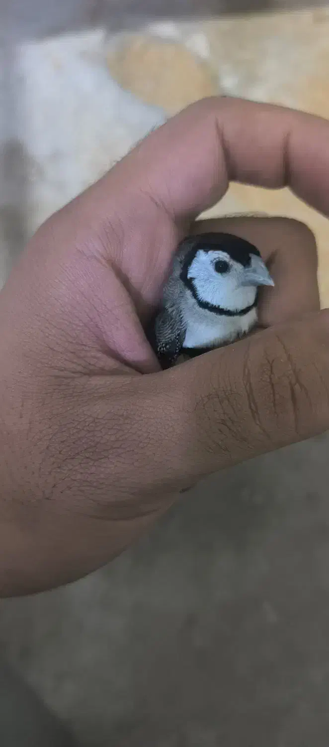 فنچ جغدی|پرنده|زاهدان, |دیوار