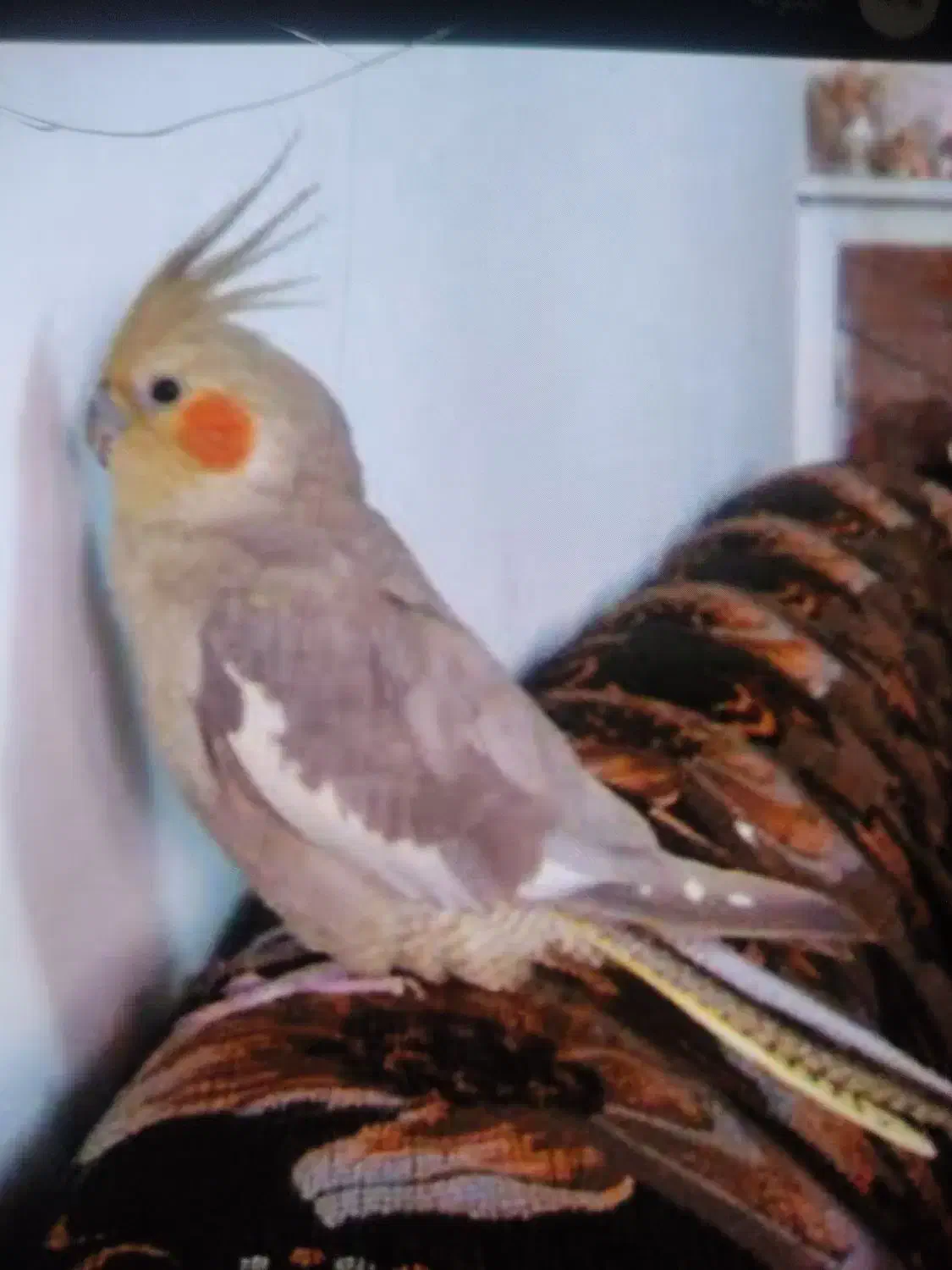 عروس هلندی گم شده|حیوانات|آبادان, |دیوار